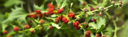 Blitum Species, Leafy Goosefoot, Strawberry Sticks