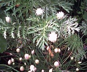 Allium, Chives, Garden Chives Silver Chimes