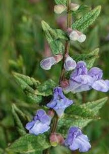 Scutellaria Species, Common Skullcap, Hooded Skullcap, Marsh Skullcap