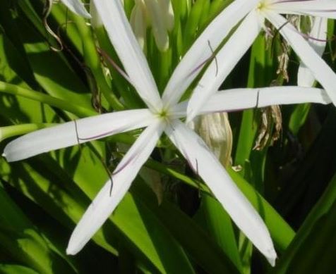 Crinum Lily