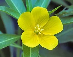 Water Primrose
