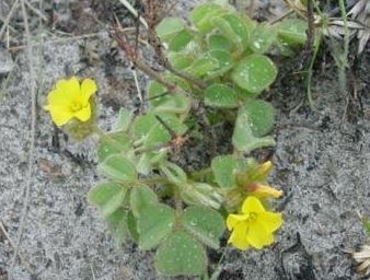 Oxalis Species, Hairy Oxalis, Wood Sorrel