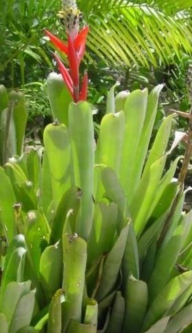 Aechmea Bromeliad, Urn Plant, Fire Staff