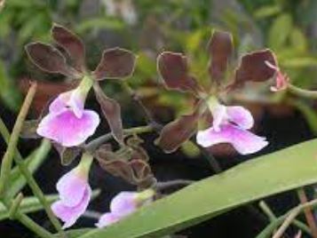 Species Orchid, Rands Encyclia