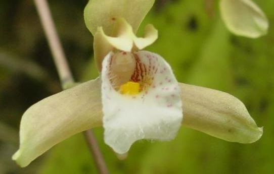 Species Orchid, Racemose Bifrenaria