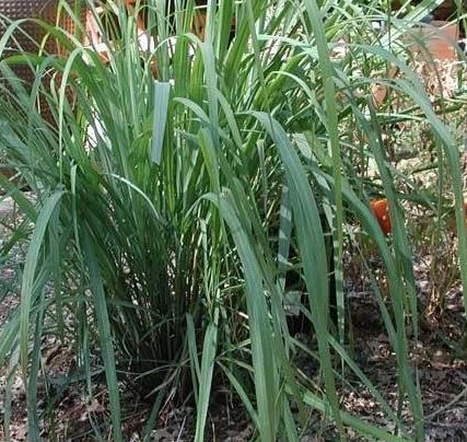 East Indian Lemon Grass