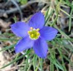 Gilia Species, Bluebowls, Blue Gilia