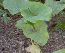 Vegetable Burdock Shirohada