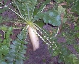 Daikon Radish Summer Cross