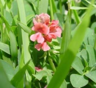 Indigofera Species, Creeping Indigo