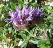 Monardella Species, Alpine Mountainbalm, Coyote Mint, Western Pennyroyal