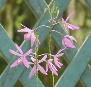 Species Orchid, False Laelia, Vellozia-Growing Pseudolaelia