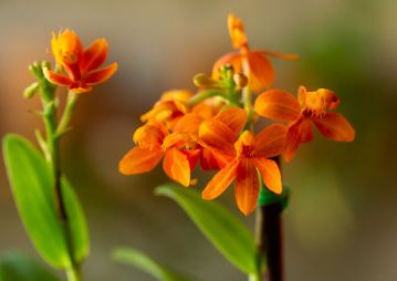 Species Orchid, Grass Orchid, Epidendrum