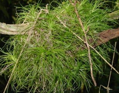 Species Orchid, Falcate Leafed Phymatidium