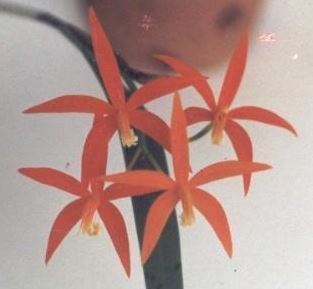 Species Orchid, Cinnabar Cattleya