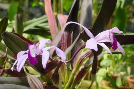 Species Orchid, Wedge-Shaped Miltonia