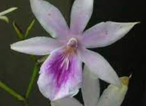 Species Orchid, Regnells Miltonia