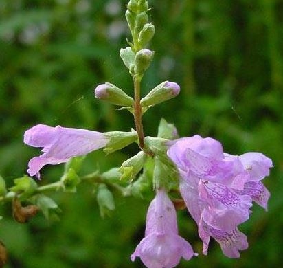 Physostegia Species, Slenderleaf False Dragonhead