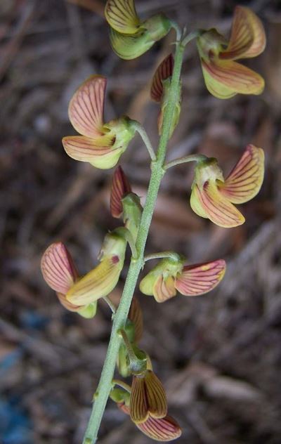 Crotalaria Species, Lanceleaf Rattlebox