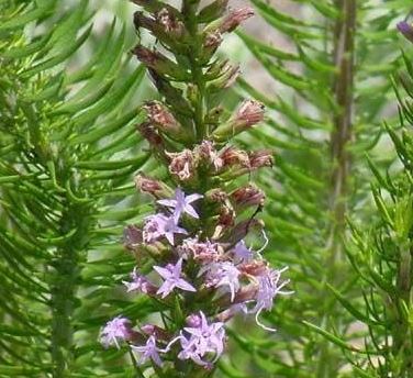 Godfreys Blazing Star, Godfreys Gayfeather