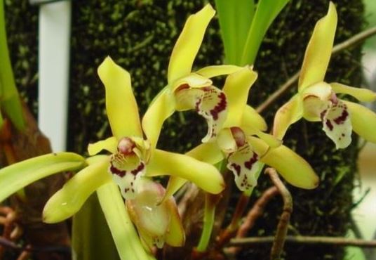 Species Orchid, Golden Yellow Flowered Brasiliorchis