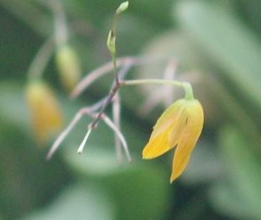 Species Orchid, Henrique Aragons Pabstiella