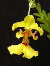 Species Orchid, Half Moon Sepal Lockhartia