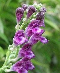 Scutellaria Species, Skullcap, Malaysian Skullcap
