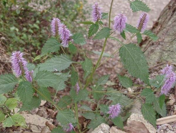 Crested Late-summer Mint, Vietnamese Mint, Kinh Gioi