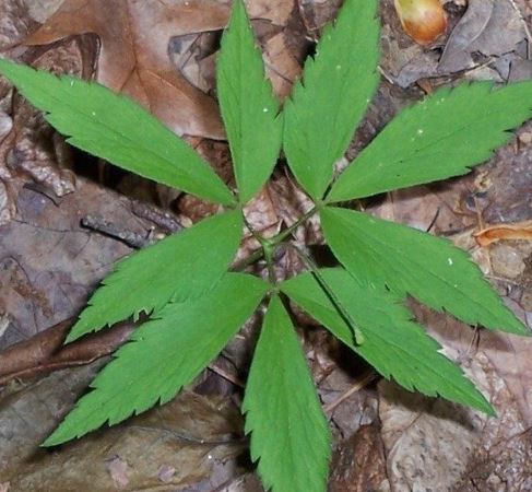 Anemone Species, Lanceleaf Anemone, Mountain Thimbleweed