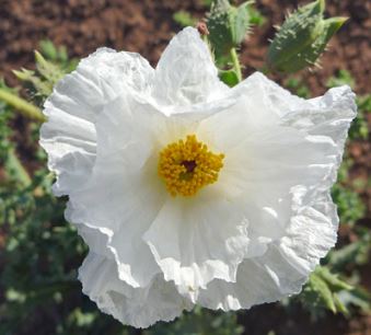 Mojave Prickly Poppy