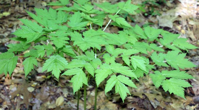 Actaea Species, Mountain Bugbane