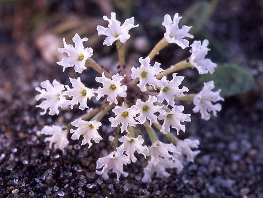 Abronia Species, Wyoming Sand Verbena, Yellowstone Sand Verbena