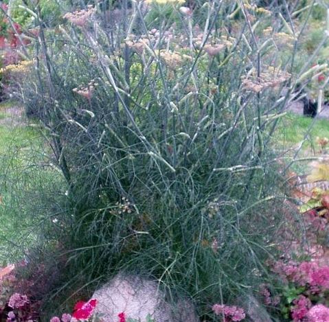 Bronze Fennel Smokey