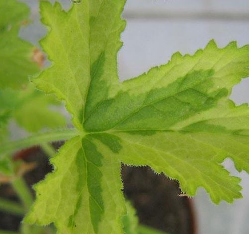 Scented Geranium Charity
