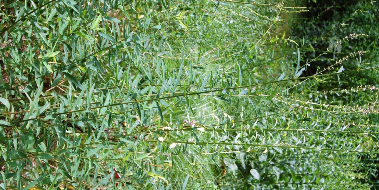 Desmodium Species, Sessile-Leaf Tick Trefoil
