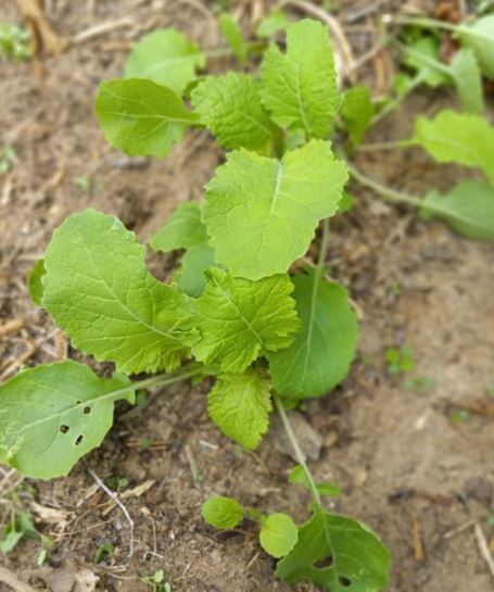 Rutabaga, Swede Laurentian