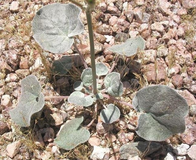 Eriogonum Species, Flatcrown Buckwheat, Flat-Top Buckwheat, Skeleton Weed,
