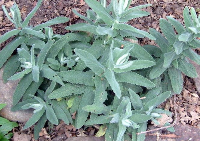 Nepeta Species, Catmint