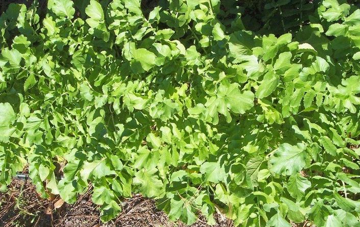 Oriental Radish Minowase Summer Cross #3