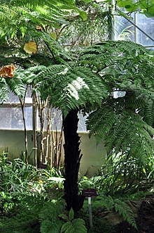Dicksonia Species, Tree Fern Dicksonia externa