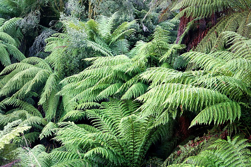 Dicksonia Species, Tree Fern Dicksonia stuebelii