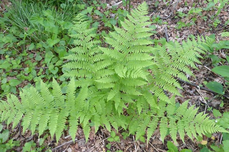 Oeosporangium Species, Hay Scented Fern