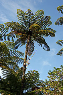 Cyathea Species, Tree Fern Cyathea amabilis