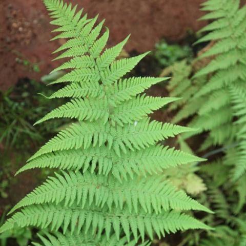 Cyathea Species, Tree Fern Cyathea chocoensis