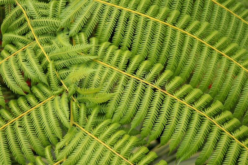 Cyathea Species, Tree Fern Cyathea consimilis