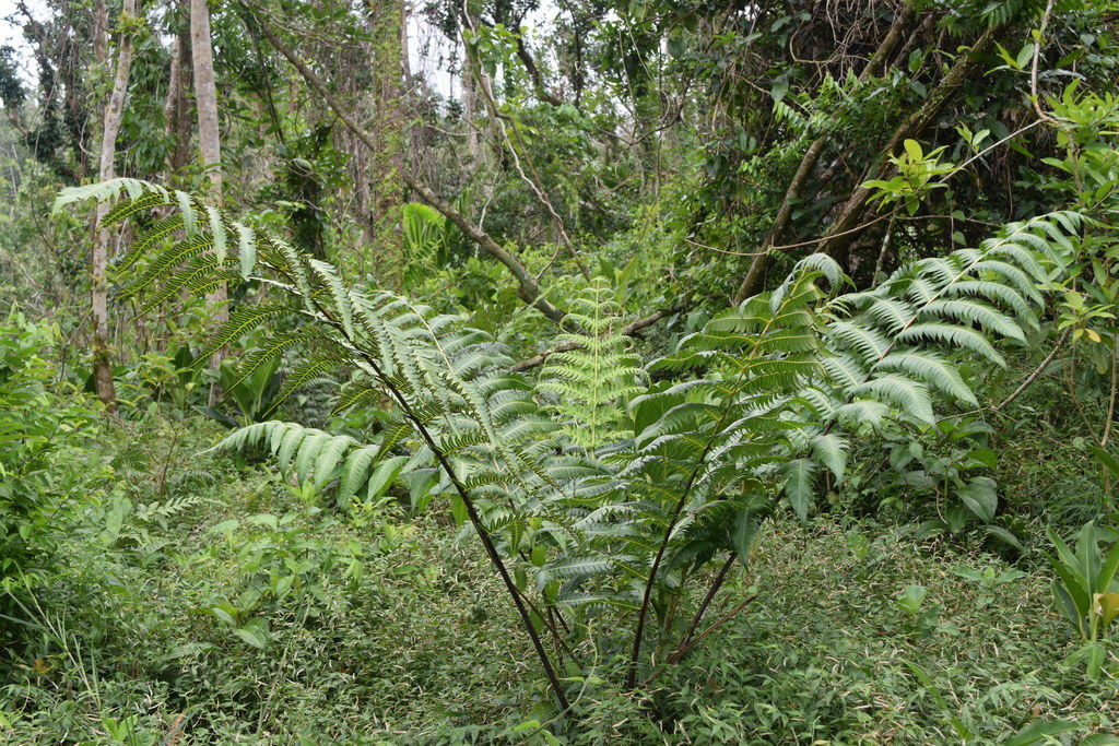 Cyathea Species, Deepwoods Fern Cyathea horrida
