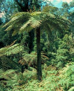 Cyathea Species, Tree Fern Cyathea karsteniana
