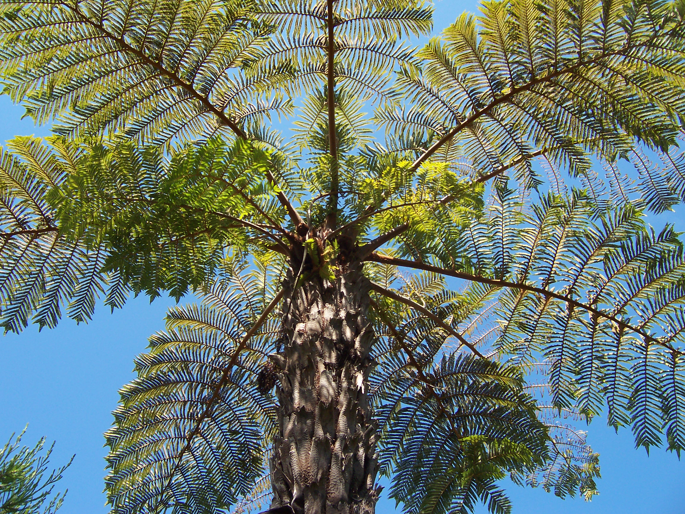 Cyathea Species, Tree Fern Cyathea speciosa