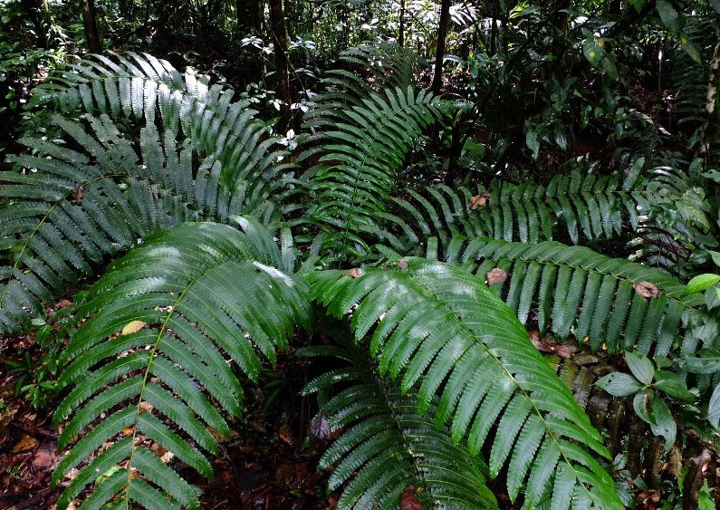 Cyathea Species, Tree Fern Cyathea spectabilis
